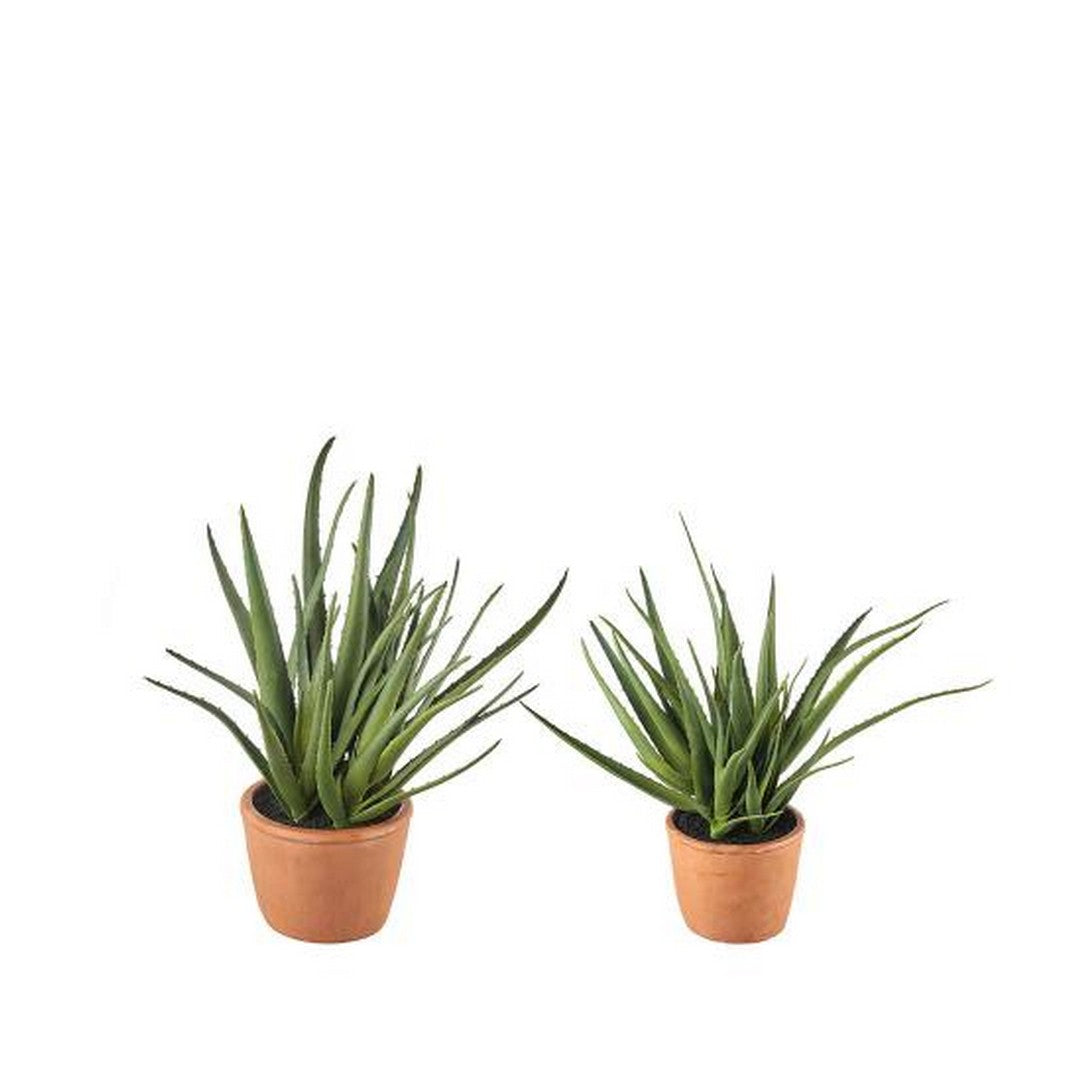 ALOE PICCOLA