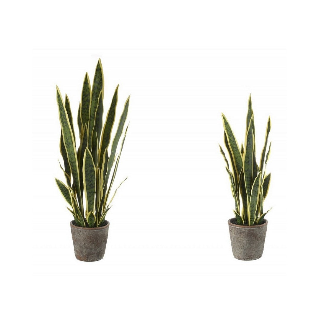 L'Oca Nera Sanseveria Artificilae 2pz - 1N24
