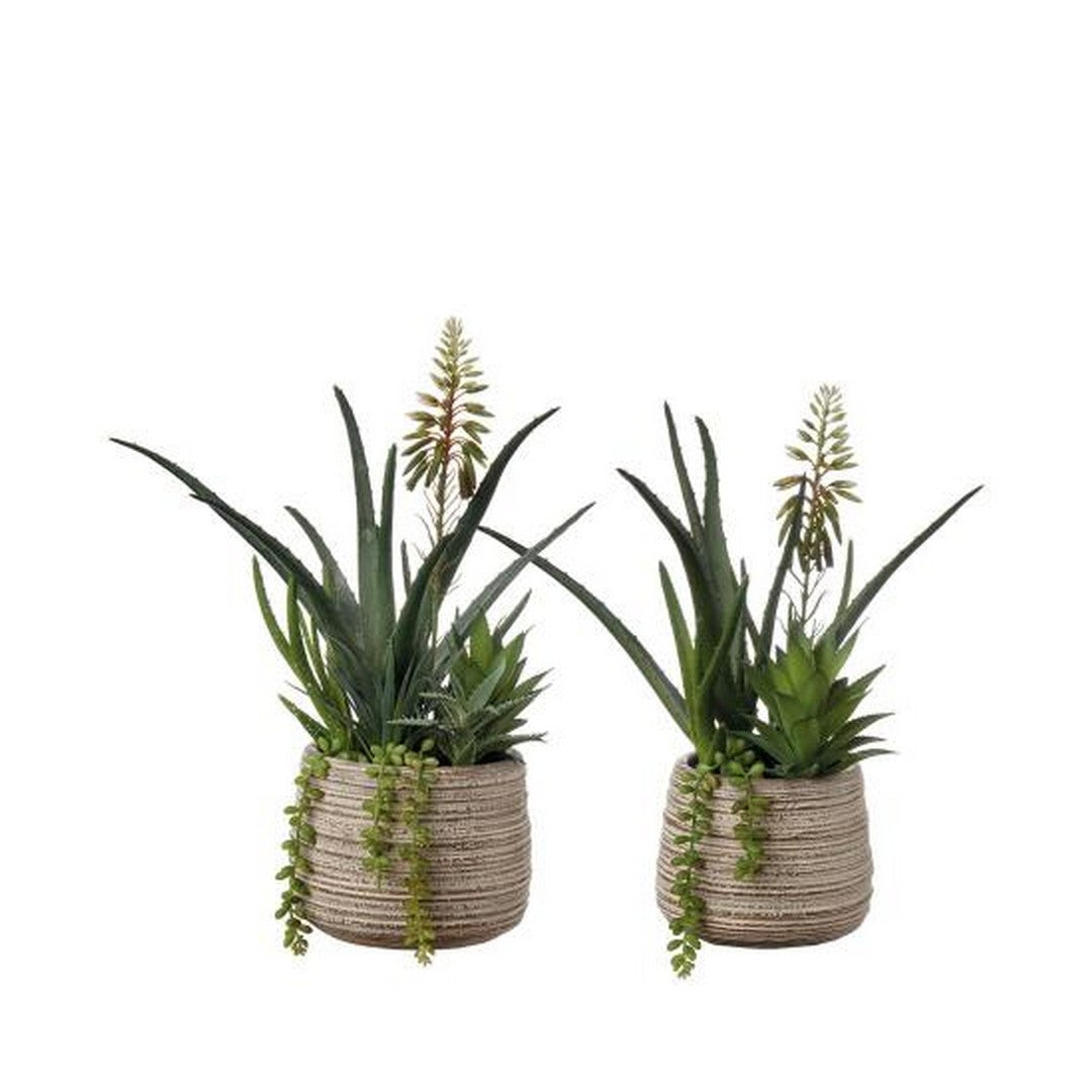 L'Oca Nera Composizione piante grasse - set 2 pz - 1N28 - Gioielleria De Patto