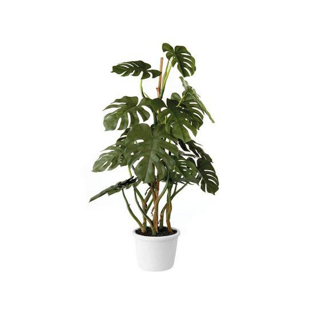 L'Oca Nera Monstera deliciosa - 1N100