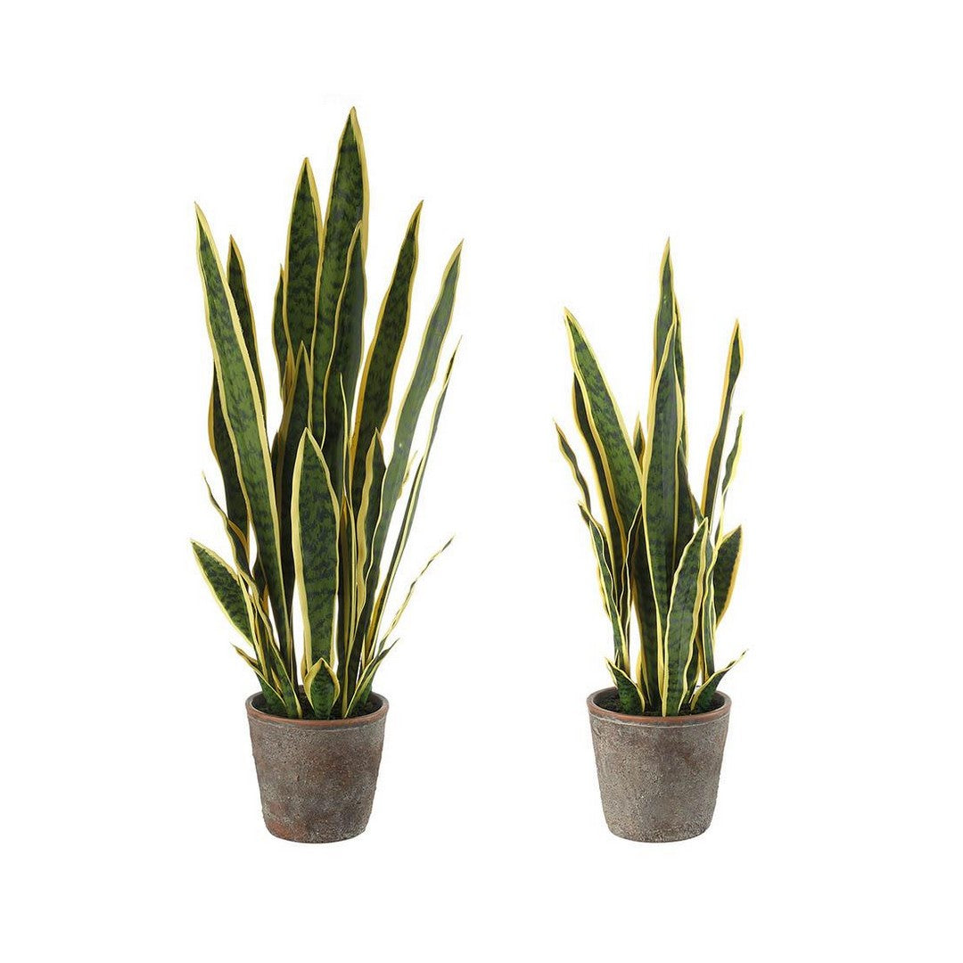 L'Oca Nera Sanseveria - set 2 pz - 1N24