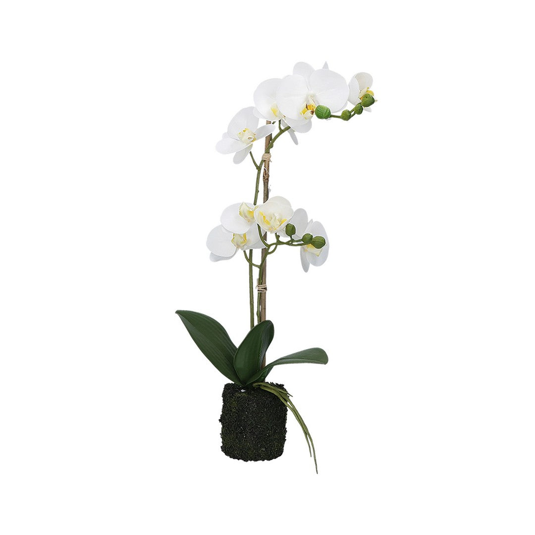 ZOLLA CON ORCHIDEE BIANCHE M (NF)