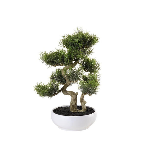 L'Oca Nera Bonsai cedro  - 1N112