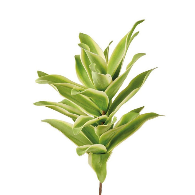 L'Oca Nera Agave Messicana  - 1P253