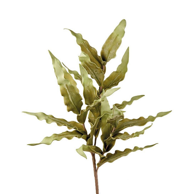 L'Oca Nera Felce Australiana - 1P257