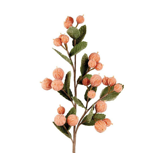 L'Oca Nera Balausta - 1P260