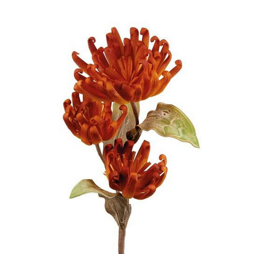 L'Oca Nera Castilleja - 1P261