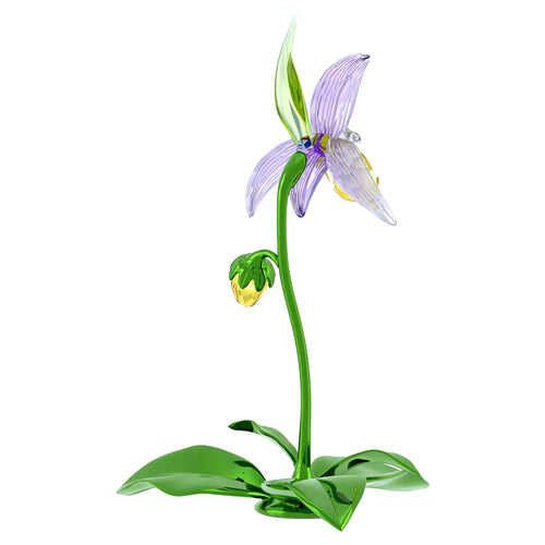 Swarovski Florere Orchidea Scarpetta di Venere - 5721548